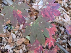 Acer sieboldianum