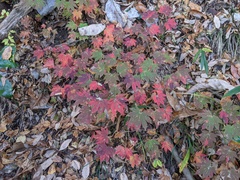 Acer sieboldianum