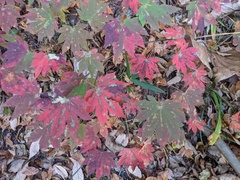 Acer sieboldianum