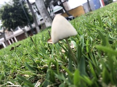 Chlorophyllum molybdites