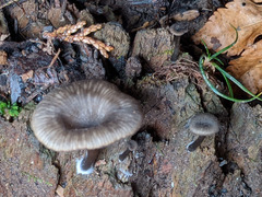 Hygrophorineae