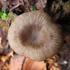 Hygrophorineae