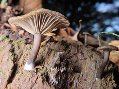 Hygrophorineae