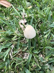 Chlorophyllum molybdites