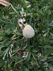 Chlorophyllum molybdites