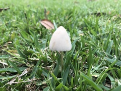 Chlorophyllum molybdites