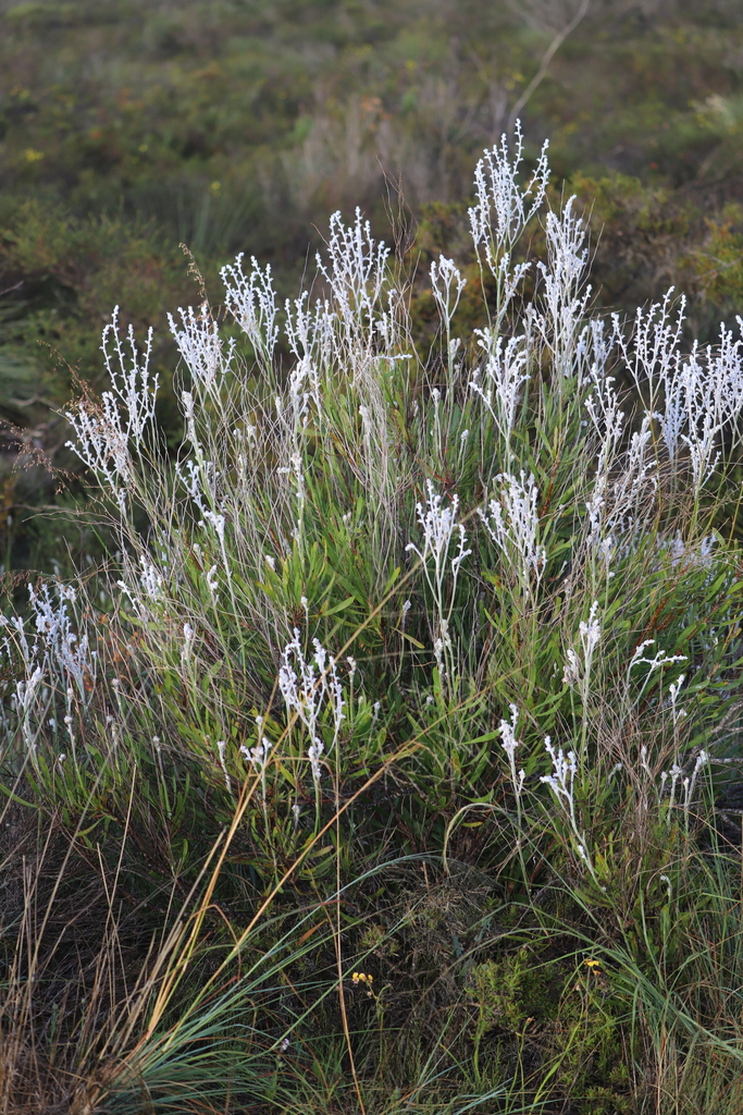 Conospermum wycherleyi