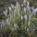 Conospermum wycherleyi - Photo (c) Arthur Chapman, algunos derechos reservados (CC BY-NC-SA), subido por Arthur Chapman