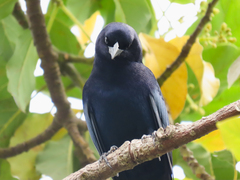 Molothrus bonariensis