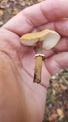 Cystoderma carcharias fallax