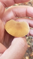 Cystoderma carcharias fallax