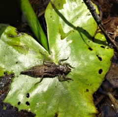 Arigomphus