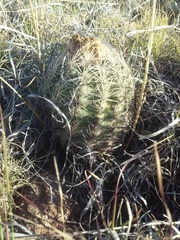 Echinomastus intertextus intertextus