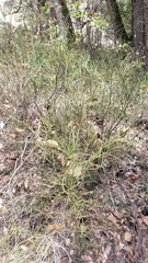 Vaccinium shastense nevadense