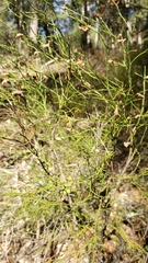 Vaccinium shastense nevadense