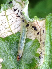 Desmia funeralis