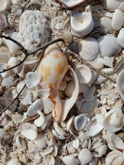 Fasciolaria