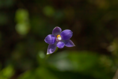Thelymitra nervosa