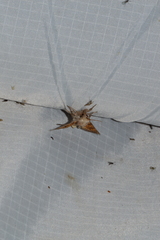 Papaipema impecuniosa