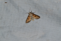 Papaipema impecuniosa