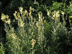 Filipendula ulmaria