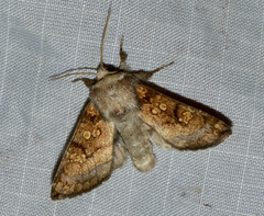 Papaipema impecuniosa
