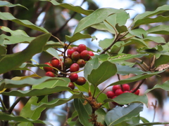 Malapoenna sieboldii (Malapoenna sieboldii)