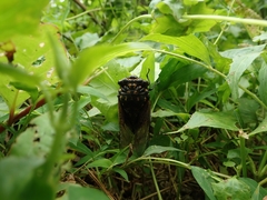 Cryptotympana mandarina