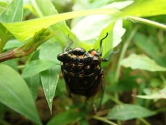 Cryptotympana mandarina