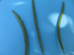 Hordeum stenostachys