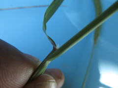 Hordeum stenostachys