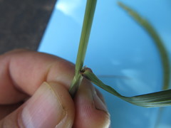 Hordeum stenostachys