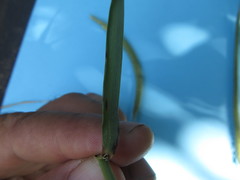 Hordeum stenostachys