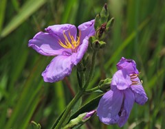 Chaetogastra gracilis