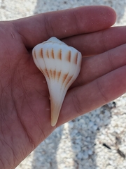 Sinistrofulgur sinistrum