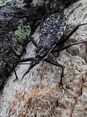 Piestolestes obscurus