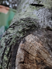 Piestolestes obscurus