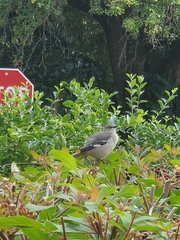 Mimus polyglottos image