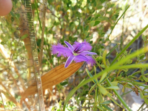 Image of Thysanotus sparteus by (c) Helium Luo, some rights reserved (CC BY)