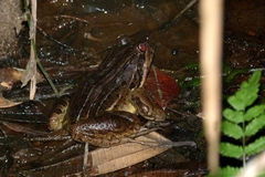 Leptodactylus latrans