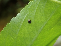Cryptogonus orbiculus