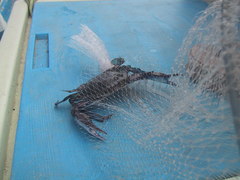 Callinectes arcuatus