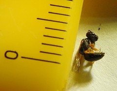 Arpactophilus