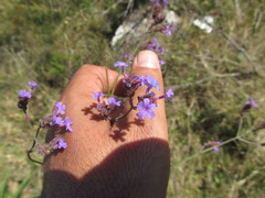 Verbena intermedia