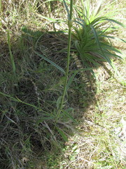 Verbena intermedia