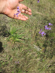 Verbena intermedia