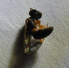 Arpactophilus