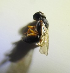 Arpactophilus