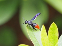 Anterhynchium mellyi