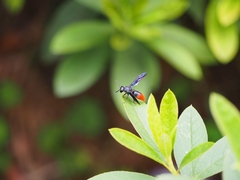 Anterhynchium mellyi
